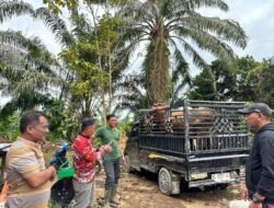 Wakil Bupati Aceh Tamiang Tinjau Penimbangan Hewan Sapi Meugang