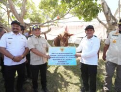 Bupati Armia Didampingi Wakil Gubernur Terima Sapi Meugang untuk Aceh Tamiang