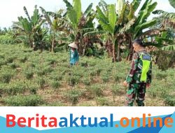 Sertu Edi Witoko Bantu Petani Merawat Tanaman Cabe