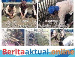 Salut! Siswa SMP Negeri 2 Pusakajaya Turun Tangan Tanam Singkong, Aset Sekolah Disulap Jadi Bernilai