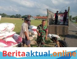 Babinsa Koramil 1509/Ciawigebang Sertu Dadi Haryadi Kawal Serap Gabah Petani, 3,3 Ton Padi Pandan Wangi Masuk Bulog