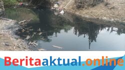 Limbah Hitam Pekat Diduga dari Pabrik CBA Cemari Sungai, Petani Pasir Buyut Alami Kerugian 