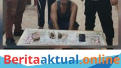 Polsek Gebang Ungkap Peredaran Ganja Dalam Operasi Antik Toba 2026, Satu Pelaku Diamankan
