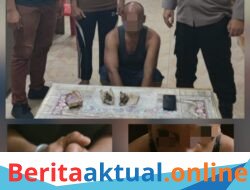 Polsek Gebang Ungkap Peredaran Ganja Dalam Operasi Antik Toba 2026, Satu Pelaku Diamankan