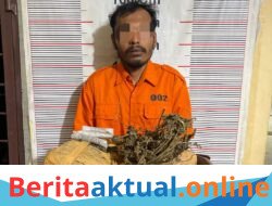 Polsek Bahorok Gagalkan Peredaran 2 Kilogram Ganja di Bukit Lawang, Satu Warga Bahorok Diamankan*