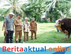 Bupati Armia Serahkan 2 Ekor Sapi Kurban dari Presiden Prabowo