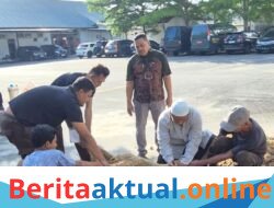 Kajari Serdang Bedagai sembelih 2 ekor hewan pada kurban idul Adha 1447 hijiriah.