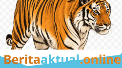 Harimau Berkeliaran, Camat Serbajadi Imbau Masyarakat Tetap Waspada