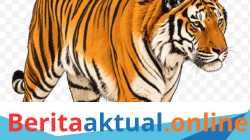 Harimau Berkeliaran, Camat Serbajadi Imbau Masyarakat Tetap Waspada