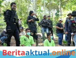 Polres Lhokseumawe Musnahkan Ladang Ganja 2 Hektare di Sawang, Dua Pelaku Diamankan