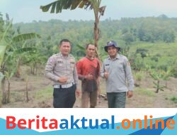 Sinergi Satlantas Polres Kuningan dan Dinas Pertanian Pantau Pertumbuhan Jagung di Desa Cibulan