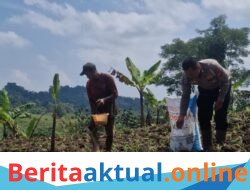 *​Dukung Ketahanan Pangan, Satlantas Polres Kuningan Dampingi Petani Desa Cibulan Rawat Tanaman Jagung*