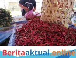 Harga Cabe Merah Melonjak Jadi Rp50 Ribu per Kilogram di Pasar Sungai Liput, Ibu Rumah Tangga Keluhkan Beban Pengeluaran
