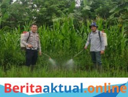SATLANTAS POLRES KUNINGAN BERSAMA KELOMPOK TANI DESA CIBULAN DAN DINAS PERTANIAN KECAMATAN CIDAHU LAKSANAKAN PERAWATAN TANAMAN JAGUNG DALAM RANGKA KETAHANAN PANGAN