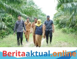 Pemkab Aceh Tamiang Kebut Perecapatan Rehabilitasi dan Rekonstruksi Lahan Pertanian