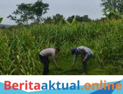 *Satlantas Polres Kuningan Bersama Dinas Pertanian Kecamatan Cidahu Rawat Tanaman Jagung untuk Dukung Ketahanan Pangan Nasional*