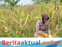 *Satlantas Polres Kuningan Cek Kesiapan Panen Jagung di Desa Cibulan*