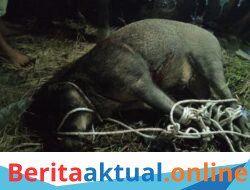 Breaking News: Babi Hutan Mengamuk di Permukiman Warga Tanjung Beringin, Seruduk Penghuni Rumah hingga Terluka.