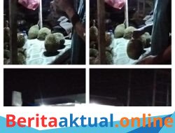Musim Durian Tiba, Warga Sungai Liput Borong Buah dari Kaloy Pulau Tiga