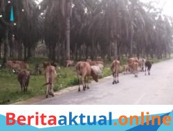 Gelisah! Wabah Penyakit TMK Kembali Serang Wilayah Aceh Tamiang, Peternak Merugi