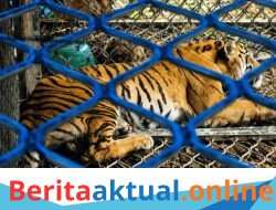 BKSDA Berhasil Tangkap Seekor Harimau Sumatra di Serbajadi, Warga Diimbau Tetap Waspada