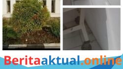 Puskesmas Pamanukan Disorot! Pasien Keluhkan Ruang Perawatan Kotor, Bau, Dipenuhi Nyamuk, Dinas Kesehatan Subang Diminta Bertindak, Bukan Diam”