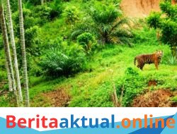 Harimau Dekati Permukiman, Polsek Simpang Jernih Berkoordinasi dengan BKSDA dan Imbau Warga Tingkatkan Kewaspadaan
