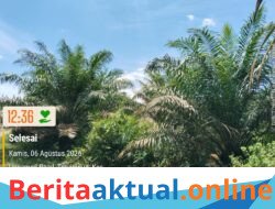 Dugaan Penyalahgunaan Aset Negara: Hasil Kebun Sawit 116 Ha Rampasan Korupsi Koperasi Tujuh Tuah Bumoe Dikuasai Pihak Tak Berwenang