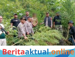 Respon Cepat Polres Langkat Ungkap Ladang Ganja di Kuala, 11 Batang Diamankan