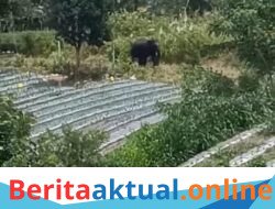 Gajah Berkeliaran di Dusun Sadong, Warga Desa Buter Cemas dan Minta Respons Pemerintah