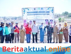 Menuju Swasembada Jagung, Bupati Bantaeng Bersama Unhas Tanam Jagung JJUH