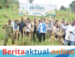 Panen Perdana 1 Ton Jagung, PLN NP UP Arun Dorong Petani Lhokseumawe Naik Kelas Lewat Meusara