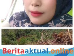 Lahan Sempat Gagal Tanam, Pemilik Kebun Sawit di Alur Selebu Klarifikasi Program PSR dan Pemberitaan   
