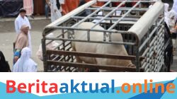 Kapolres Langkat Salurkan Bantuan Sapi untuk HUL ke-103 Tuan Guru Babussalam